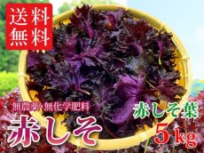 画像1: 送料無料！大分県産　赤しそ(赤紫蘇)【葉】5kg (1)